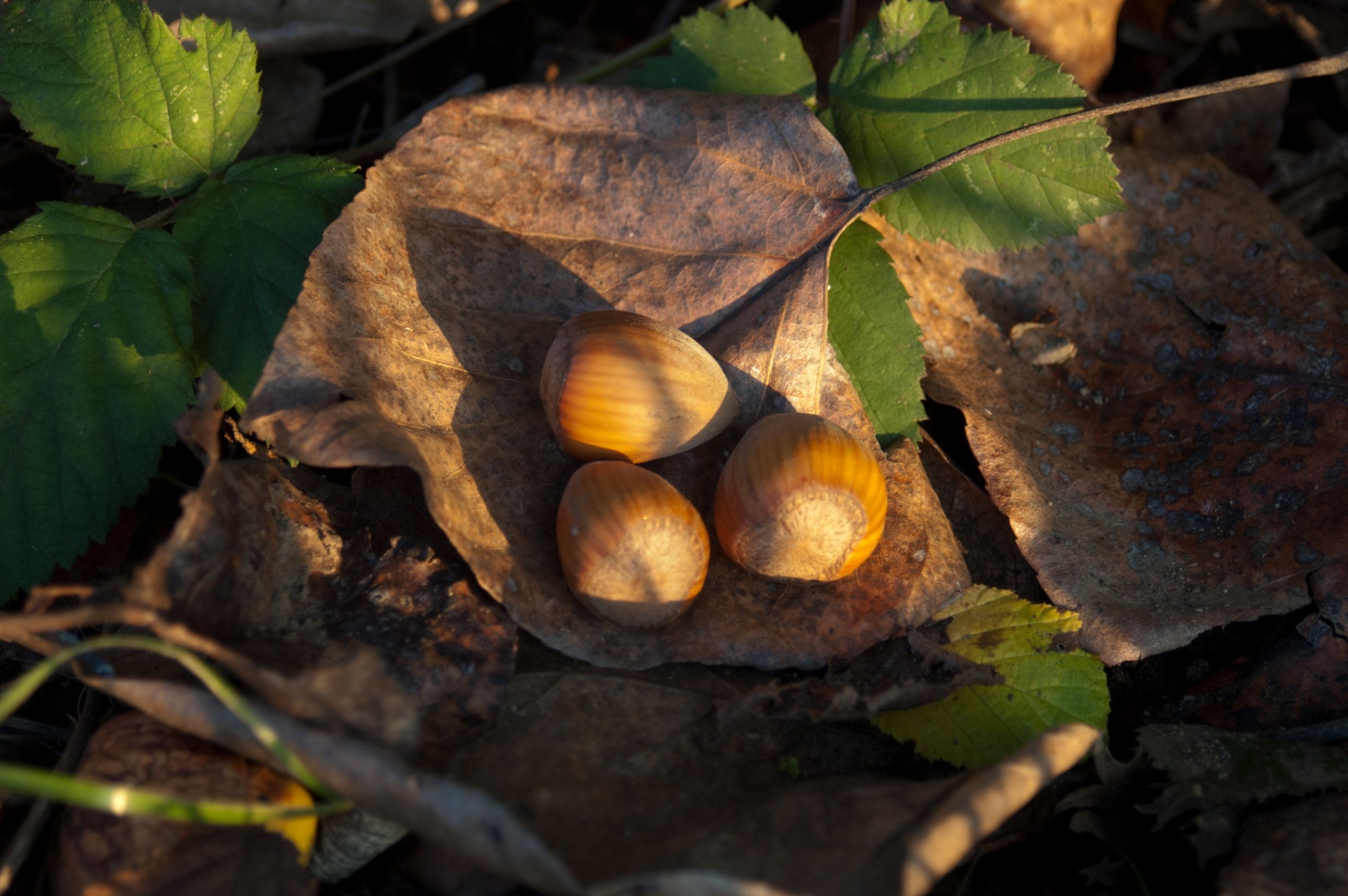 Where do I find local B.C. hazelnuts? Canadian Hazelnut, Agassiz The