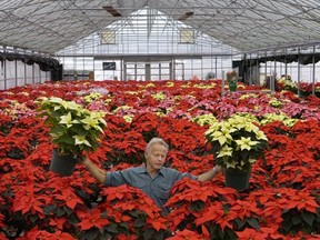 The old standby: Pick a poinsettia! Martin Fluegel of Fluegels Plant Farm picks out two gold poinsettias for a customer at the family's Langley greenhouses in this Province file photo.