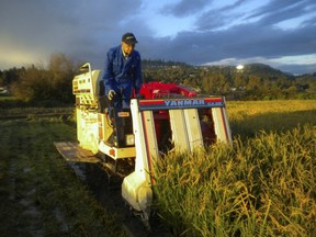 Artisan sake maker Masa Shiroki harvests his third rice crop from an Abbotsford field over Thanksgiving weekend. Shiroki uses his rice to make Fraser Valley Junmai sake at his Granville Island sake brewery. Watch the Farmgate for an upcoming feature on B.C. rice cultivation and sake.