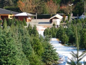 Dogwood Christmas Tree Farm, Fort Langley.