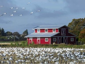 A flock of snow geese in a farmer's field caught PNG photographer Ward Perrin's eye. In 2012, an estimated 70,000 birds returned to the Fraser and Skagit Rivers from the Arctic, looking for foraging grounds.