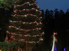 Worlds-Tallest-Living-Christmas-Tree-K-Tregillas-e1384303296689
