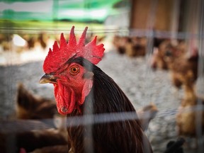 At Tasty Chicken Farm in Agassiz, free range means "wildly natural - grass fields, unfiltered sunlight and fresh water straight from the aquifer."