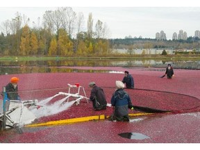 A file photo of farm workers in a cranberry bog.