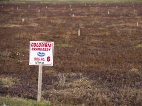 WorkSafe B.C. is investigating the death of a worker at a Richmond cranberry farm.