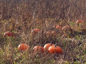 Lonely pumpkins in an overgrown patch in Agassiz.