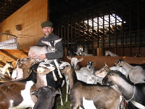 Farmer George Boyes with his goats at The Farm House Natural Cheeses in Agassiz.