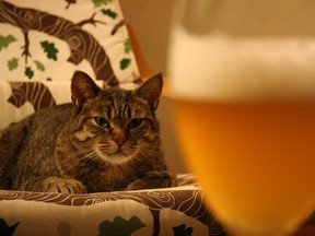 Beer Cat eyes his prey
