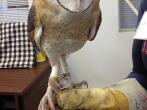 Alba, the barn owl, lives at OWL (Orphaned Wildlife Rehabilitation Society) in Delta. B.C. Barn owls are at risk from development, traffic, pesticide and rodenticide use, as well as from cold winters when food is scarce.