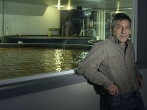 Neil Schellenberg, president of Sumas Lake Aquafarm, with tanks of tilapia in the background.