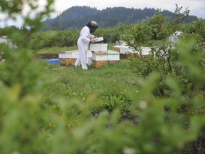 Beekeeper Peter Awram tends bee hives at a blueberry farm in Pitt Meadows in this file photo from last spring.