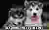 HuskyPuppiesresized