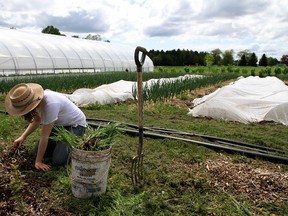 Jean-Martin Fortier on his 1.5-acre micro-farm.