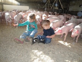 The pigs at Gelderman Farms in Abbotsford live in group pens, where they occasionally get to visit with the farmer's grandkids.