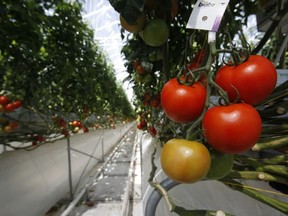 Some of the world's best tomatoes are grown at Windset Farms in Delta, which won "Best Tomato Grower in the World" at a recent industry event.