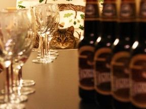 Beer Cat at the Vancouver Island Brewery Hermannator craft beer vertical