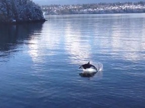 An orca in Departure Bay on Monday. (from YouTube video by Gwen Haworth)