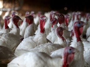 Turkeys in a barn in Sonoma, California.