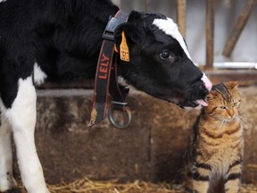 A Holstein calf licks a kitten's ear in a stable in western France.