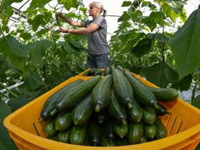 A gardener picks the first slicing cucumbers in a greenhouse in Germany.