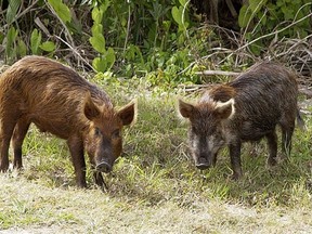 B.C. hunters can now take aim at feral pigs, "invasive" animals related to pigs that escaped from local farms.