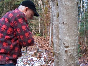 Gary Backlund taps a bigleaf maple tree on his Ladysmith farm.