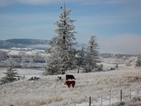 Beef cows in a field west of Williams Lake.