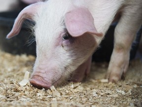 pne pig race