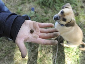 Brooke Fochuk holds a wild truffle found by her dog Dexter.