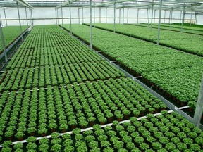 Row upon row of basil grows at Kitchen Pick Living Herbs greenhouse in Maple Ridge.
