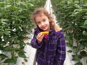 Janessa Taves with a sweet mini pepper in her family's Abbotsford greenhouse.