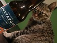 Beer Cat with Four Winds Juxtapose Brett IPA craft beer