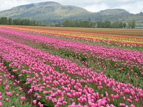 A rainbow of colourful tulips in an Abbotsford field.