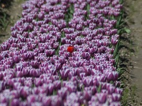 The annual Tulips of the Valley tulip festival begins Thursday in Agassiz.