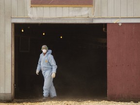 A worker cleans out a Fraser Valley chicken barn after the 2004 avian flu outbreak.