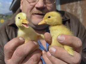 Bill Beaulieu with two future racing ducks at Rehoboth Farm in Yarrow.