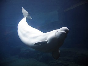 A beluga whale at the Vancouver Aquarium: Momentum is building to have the intelligent marine mammals phased out at the facility.