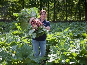 My rhubarb plant is about half the size of this farmer's plants, but I still hope to harvest a few stems this month.