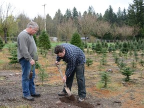 Gary and Cody Sawatsky plant a Christmas tree seedling at Dogwood Christmas Tree Farm near Fort Langley.