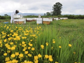 Beekeeper Peter Awram tends bee hives at a blueberry farm in Pitt Meadows in the spring of 2013.