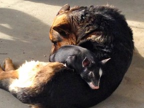 Duke and Sophie: The German Shepherd seems to have adopted the piglet, who was the runt of her litter.