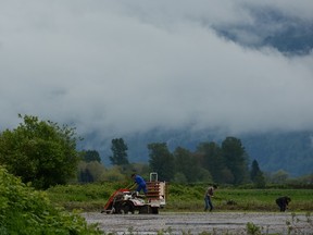 Artisan sake maker Masa Shiroki and a crew of volunteers plant rice in an Abbotsford field.