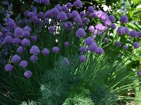 Dill and chives.