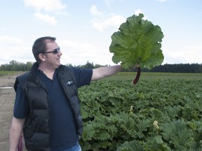 A  food bank manager checks out a local rhubarb field that will be harvested next week for Vancouver food bank clients.