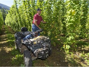 Chris Sartori checks his hops crop on his Chilliwack farm.