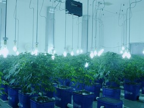 Marijuana plants grow at Agrima Botanicals' Maple Ridge facility.