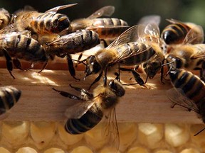 You can expect to pay between $250 and $1,000 to get started in backyard beekeeping.