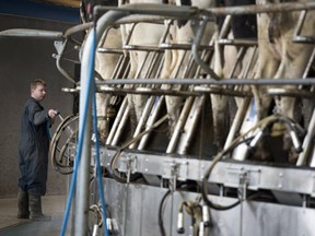 A worker hoses down the milk machines at the Kooyman family dairy farm in Chilliwack.