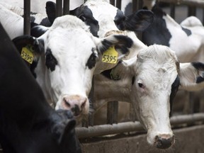 Dairy cows at the Kooyman family dairy farm in Chilliwack.