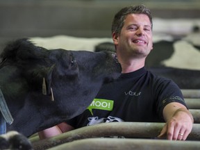 A "Queen of the Barn" gets up close and personal with dairy farmer Peter Torenvliet at Bakerview EcoDairy in Abbotsford.